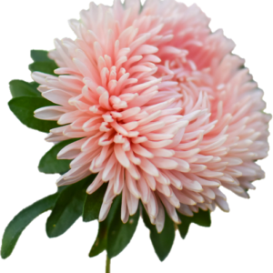 Hiina Aster King Size Apricot (50tk)