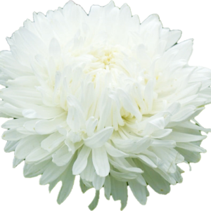 Hiina Aster King Size White (50 tk)