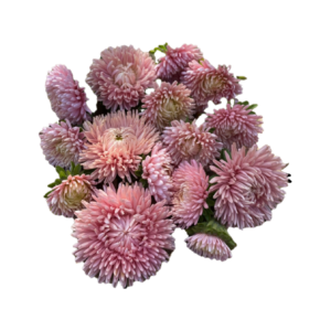 Hiina aster ‘Lady Coral Salmon’ (50tk)