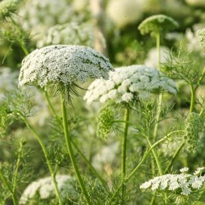 Harilik orgiputk ‘Green Mist’ (150tk)