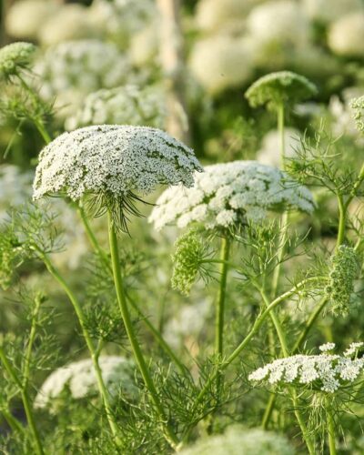 Harilik orgiputk 'Green Mist' (150tk)