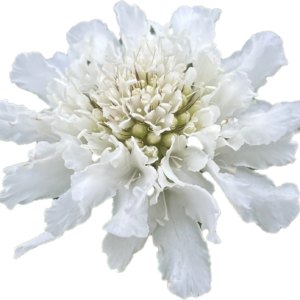 Hurmeline tähtpea ‘White’ (25tk)