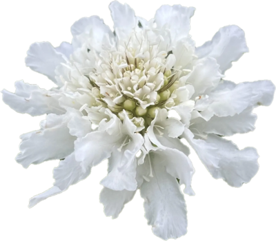 Hurmeline tähtpea 'White' (25tk)