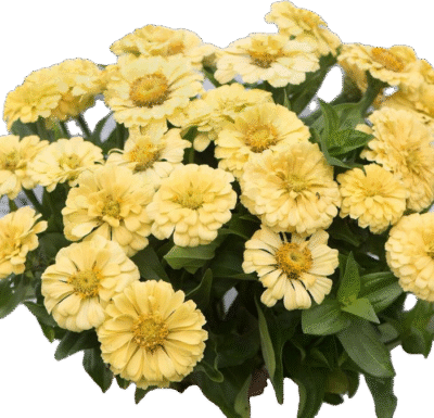 Pruudisõlg 'Isabellina' (50tk)