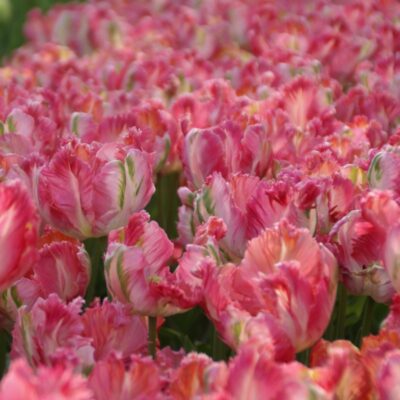 Tulp 'Apricot Parrot' - Image 2
