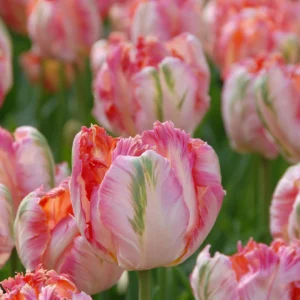 Tulp ‘Apricot Parrot’