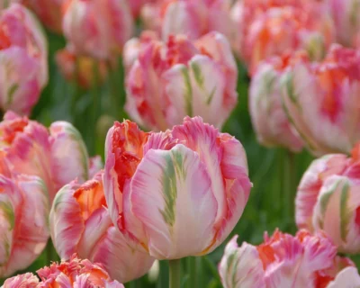 Tulp 'Apricot Parrot'