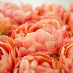 Tulp ‘Copper Image’