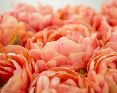 Tulp 'Copper Image'