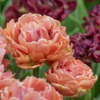 Tulp 'Copper Image' - Image 3