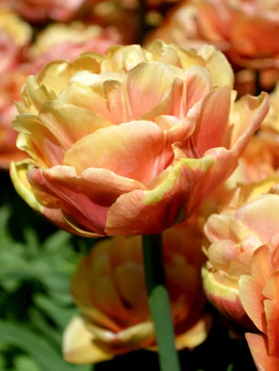Tulp 'Copper Image' - Image 2
