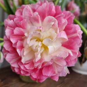 Tulp ‘Double Sugar’