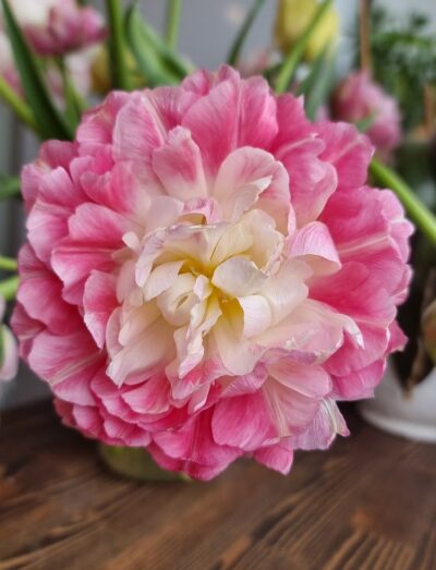 Tulp 'Double Sugar'