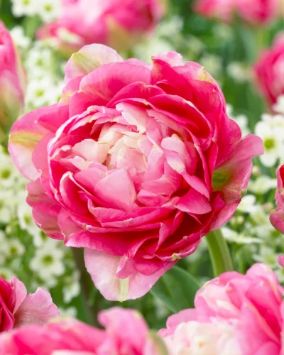 Tulp 'Double Sugar' - Image 2