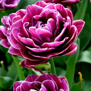 Tulp ‘Dream Touch’
