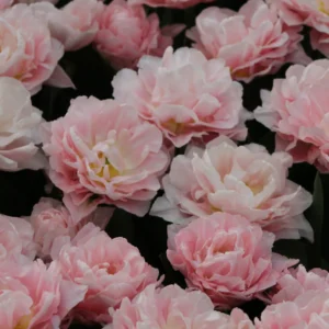 Tulp ‘Dreamer’