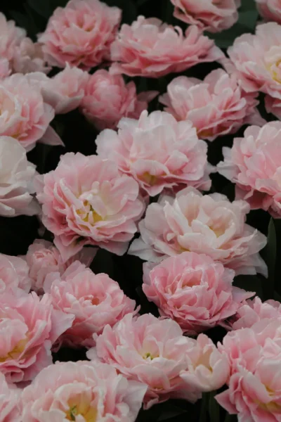 Tulp 'Dreamer'
