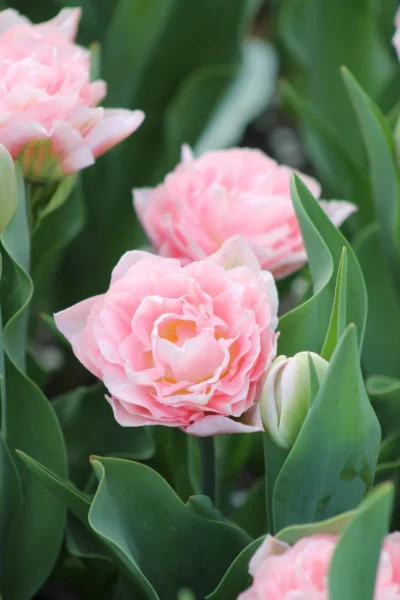 Tulp 'Dreamer' - Image 2