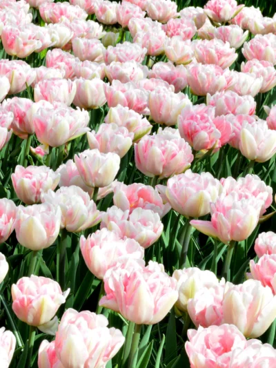 Tulp 'Foxtrot' - Image 2