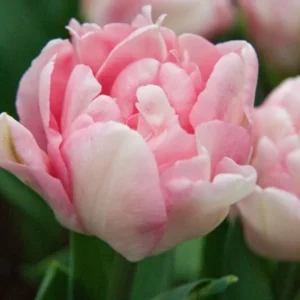 Tulp ‘Foxtrot’