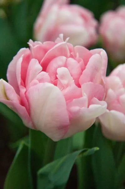 Tulp 'Foxtrot'