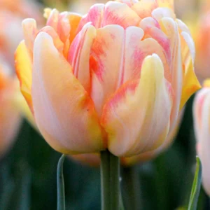 Tulp ‘Foxy Foxtrot’