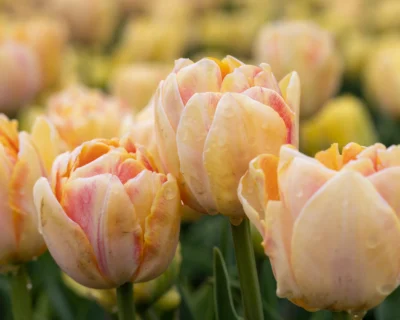 Tulp 'Foxy Foxtrot' - Image 2