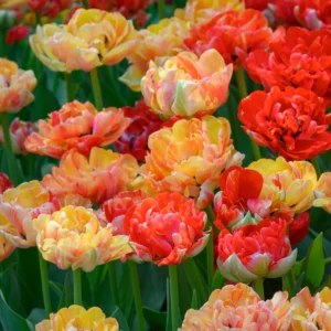 Tulp ‘Gudoshnik Double’