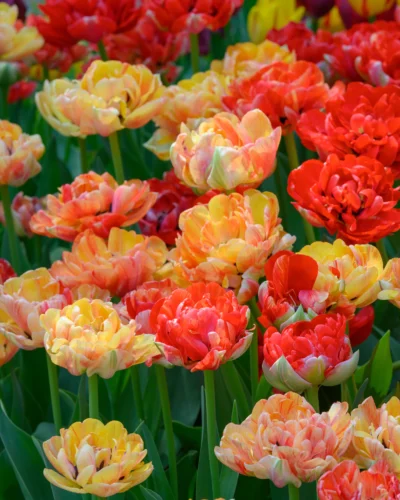 Tulp 'Gudoshnik Double'