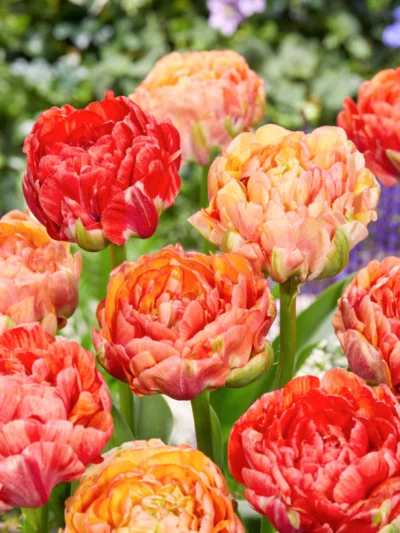 Tulp 'Gudoshnik Double' - Image 2