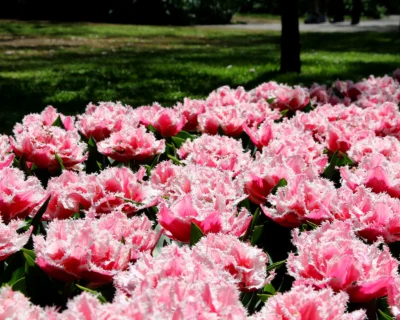 Tulp 'Queensland' - Image 2