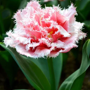 Tulp ‘Queensland’