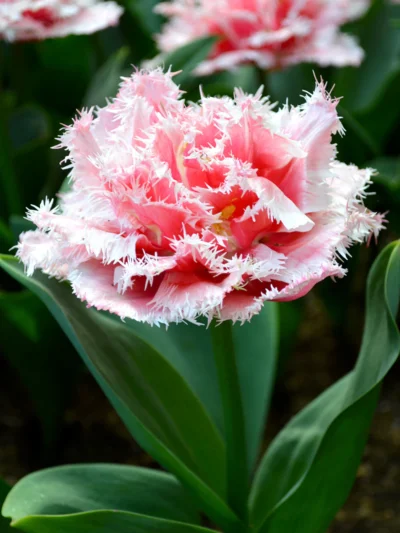Tulp 'Queensland'
