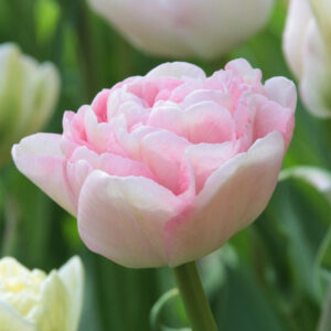 Tulp ‘Angelique’