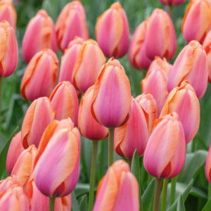 Tulp ‘Apricot Impression’