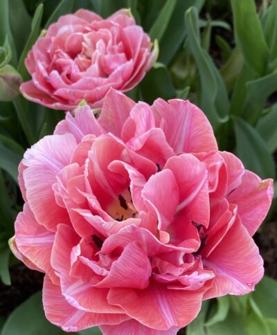 Tulp 'Aveyron'