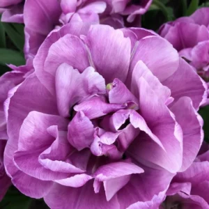 Tulp ‘Blue Diamond’