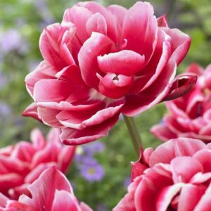 Tulp ‘Columbus’