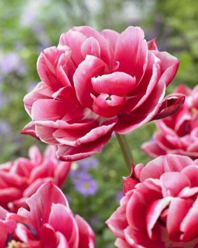 Tulp 'Columbus'
