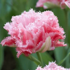 Tulp ‘Crispion Sweet’