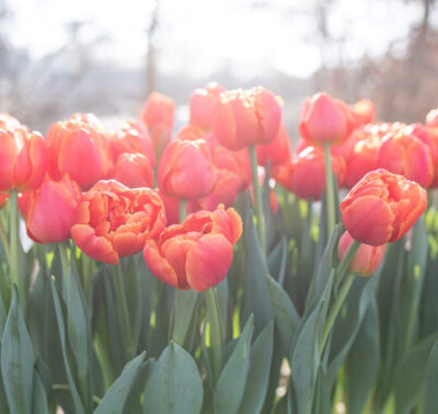 Tulp 'Icon'