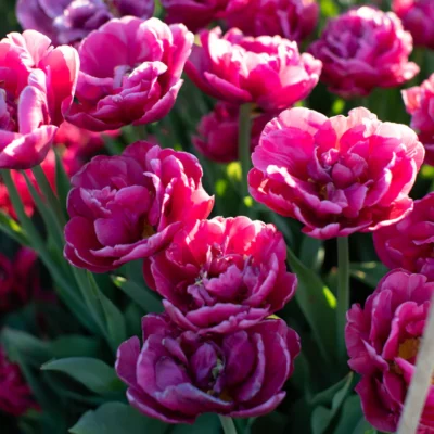 Tulp 'Margarita'