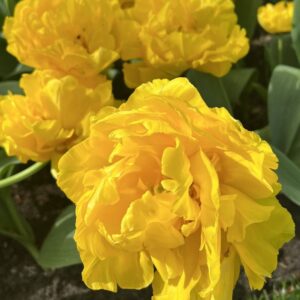 Tulp ‘Marie Jo’