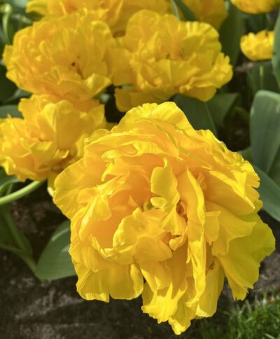 Tulp 'Marie Jo'