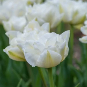 Tulp ‘Northcap’