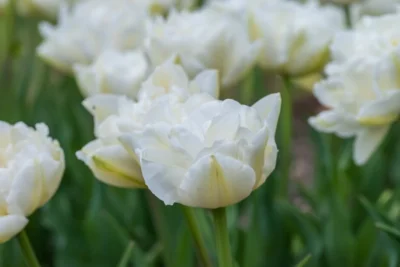 Tulp 'Northcap'