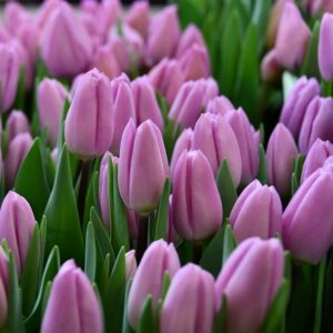 Tulp ‘Paradero’