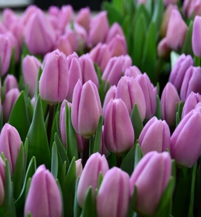 Tulp 'Paradero'