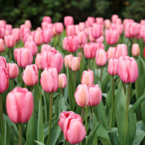 Tulp ‘Pink Impression’