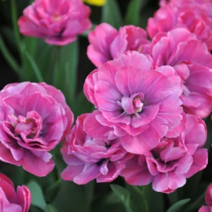 Tulp ‘Rosy Diamond’